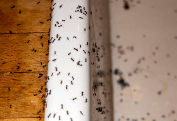 Best Ant Control Services  in Haverhill, MA